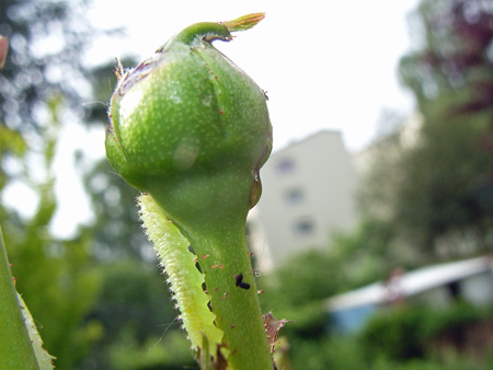 Raupe Raupe