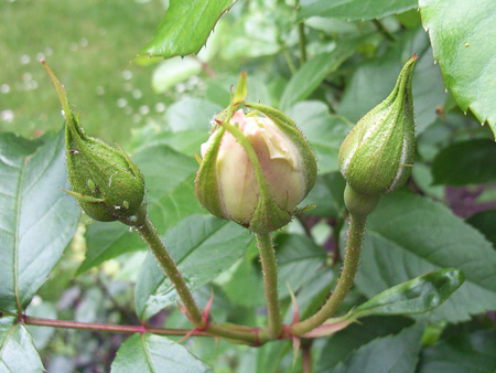 weiße Rose mit Blattlaus weiße Rose mit Blattlaus